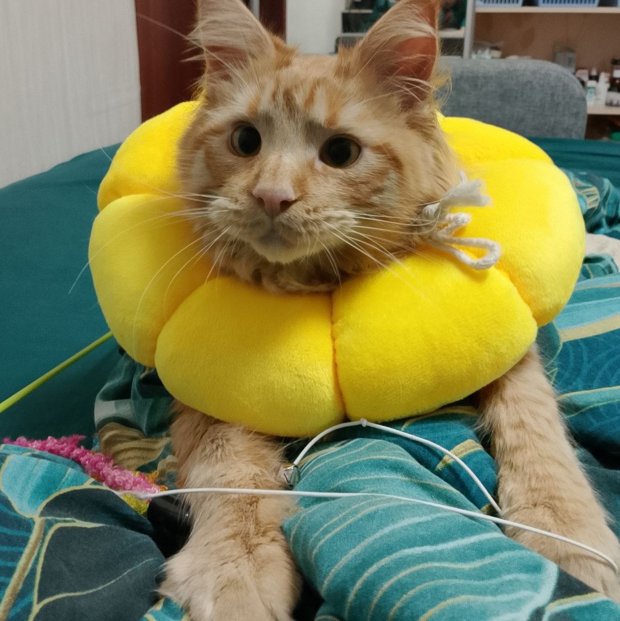 catick