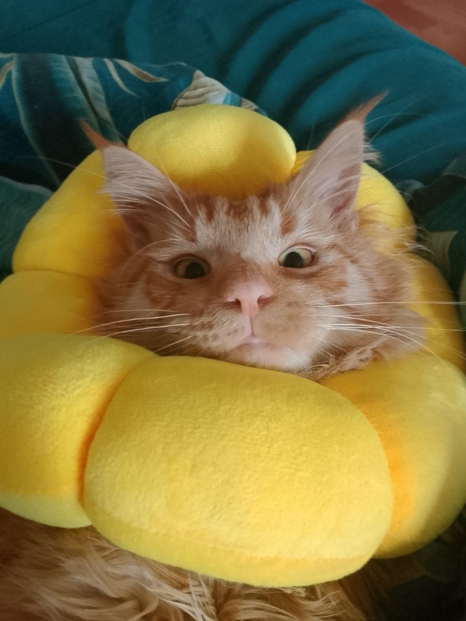 sun cat